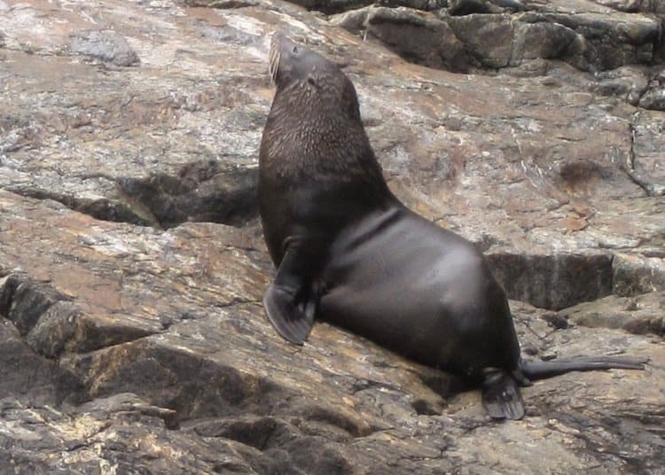 milford sound fur seal