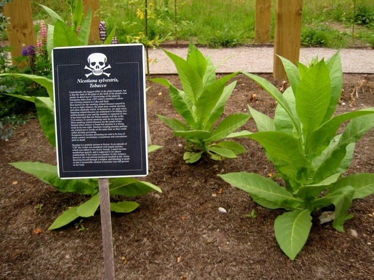 tobacco plants poison garden