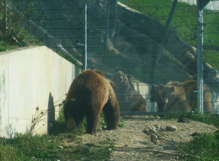bern bears switzerland