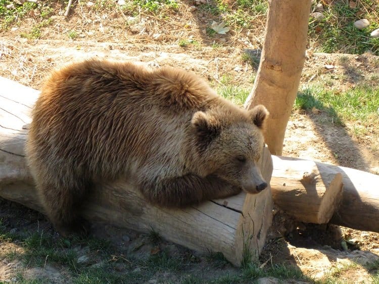 sleepy bear bern