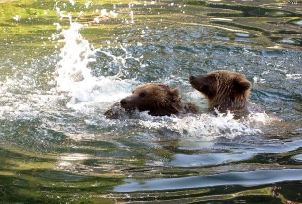 bern bears swimming