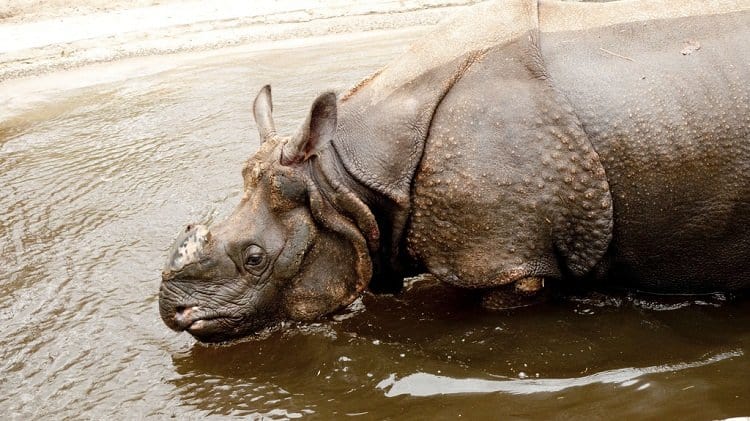 Berlin zoo rhinocerous