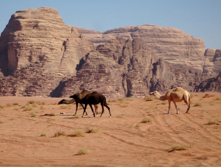 camels wadi rum