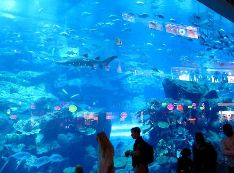 dubai mall aquarium