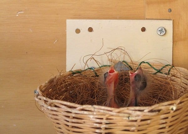 newborn canaries