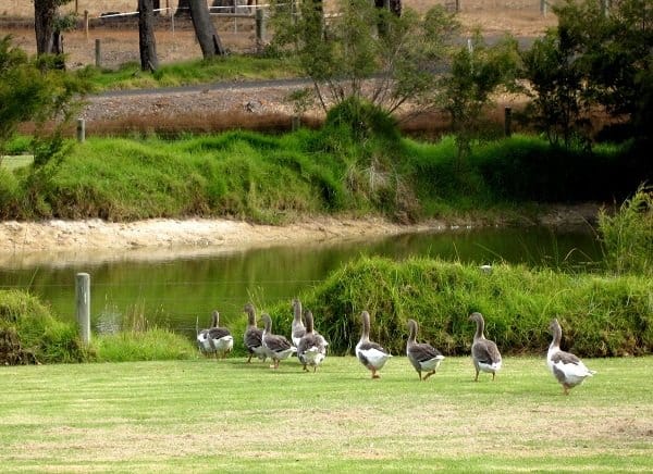 A gaggle of geese on the beautiful grounds at Cowaramup Brewery