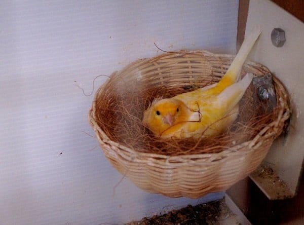 mother canary