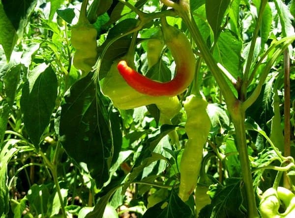 pepper on the vine