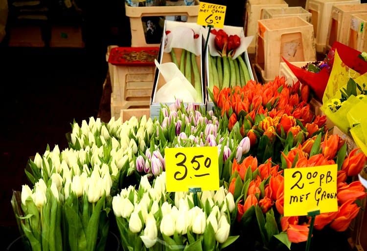 tulips amsterdam