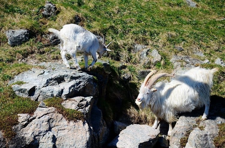 lysefjord goats