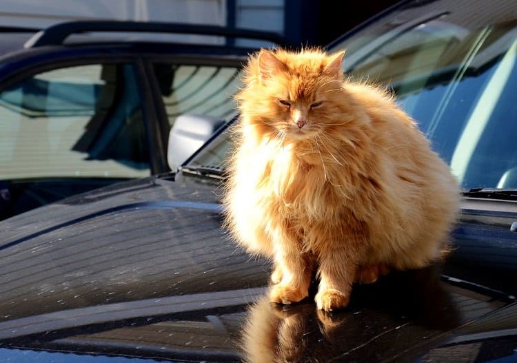 fluffy cat norway