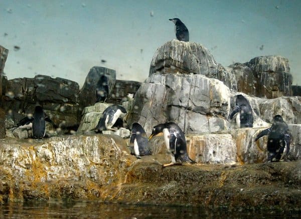 central park zoo penguins