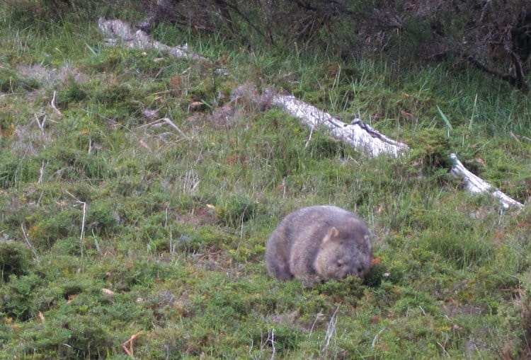 wombat cradle mountain