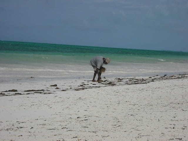 Picking seaweed on Bwejuu Beach