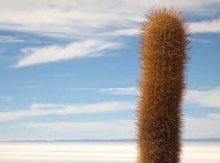Salar de Uyuni Cactus