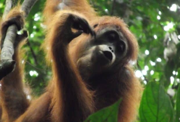 Orangutan at Bukit Lawang