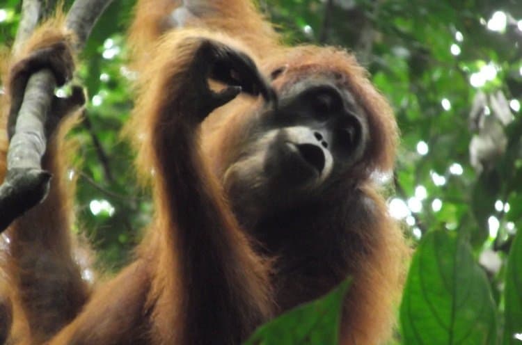 Orangutan at Bukit Lawang