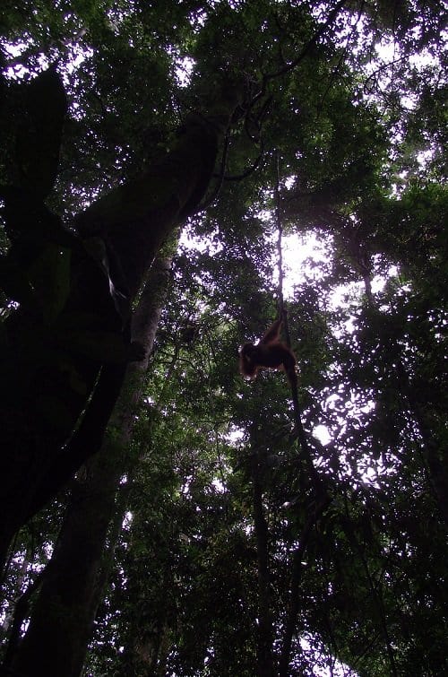 sumatra orangutan