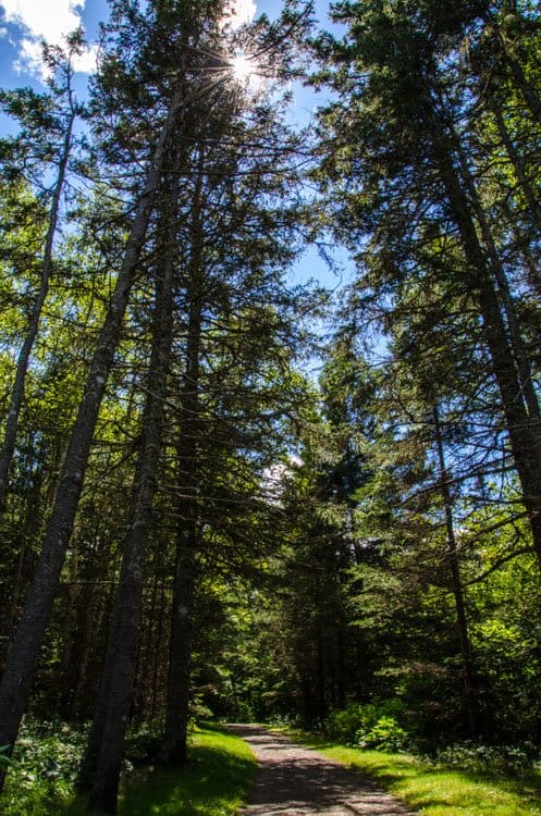 trees maine