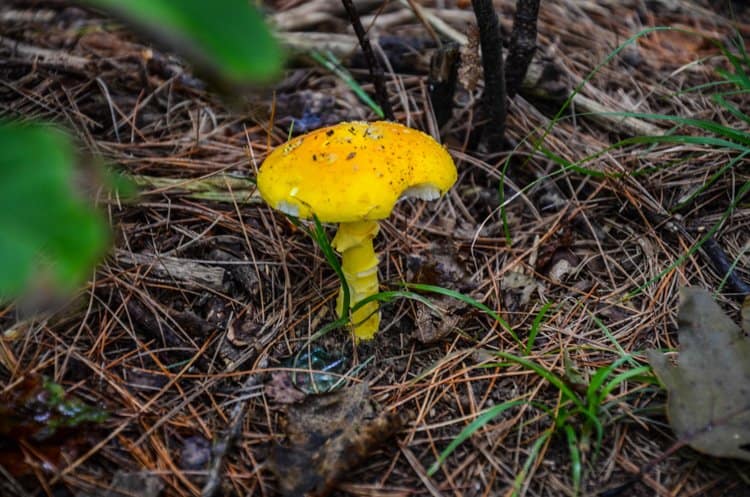 mushroom maine