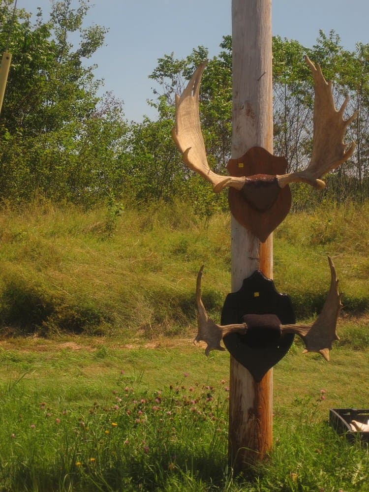 maine moose horns