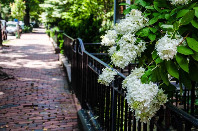 boston flowers