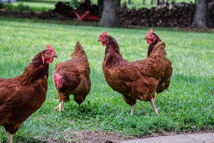 new jersey chickens