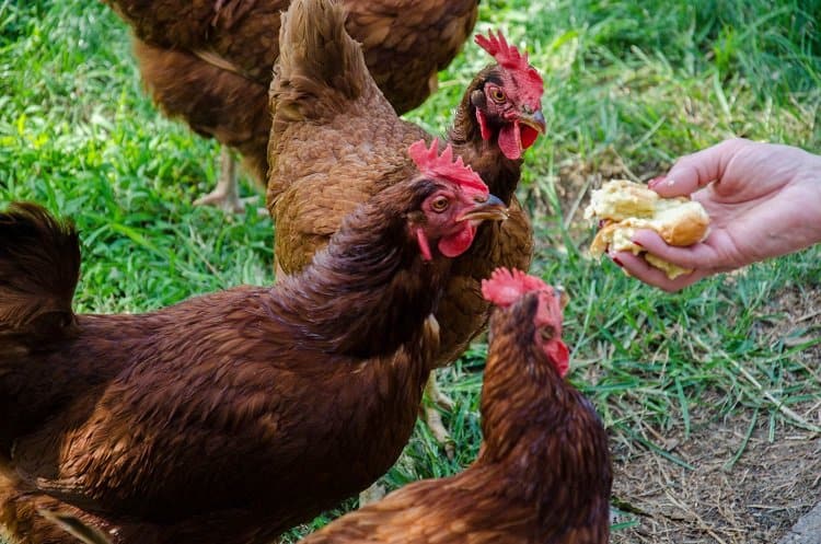 feeding roosters