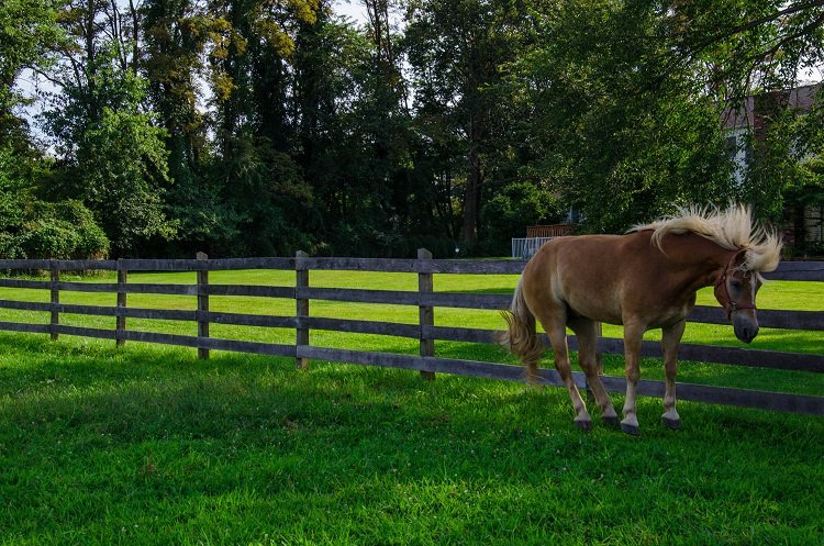 jumping horse