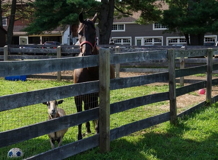 horse and goat new jersey