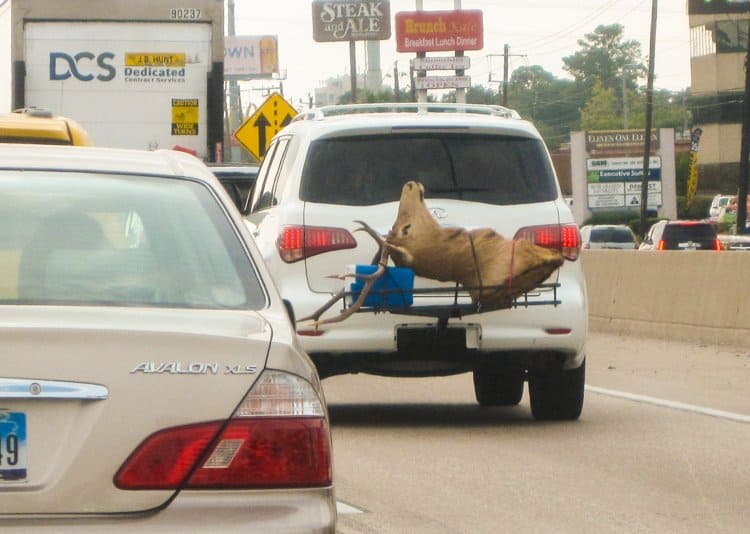 deer head on back of truck