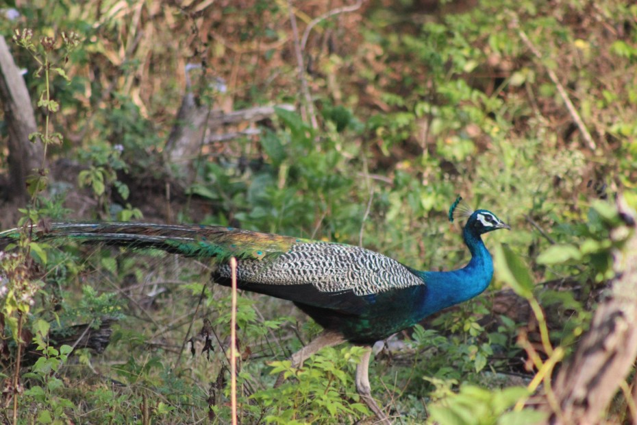 Magnificent peacock, spotted in the woods of Nagahole national park