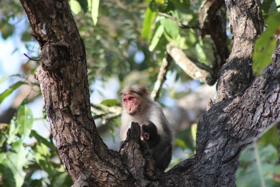 monkey-looking-over-the-woods-baby