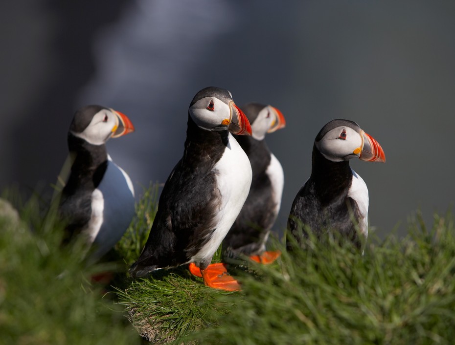 What do do in Iceland: Spotting Puffins 
