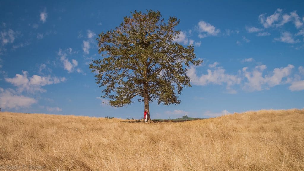 green travel hugging tree